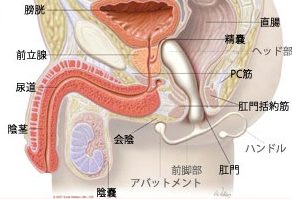 PC筋と前立腺の図